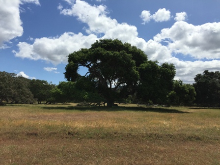Oak at Toro Park